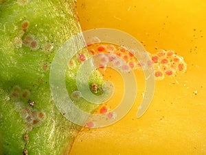 Eggs of False Codling Moth