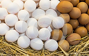 Eggs farm without GMOs on the market