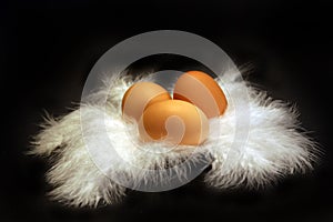 Eggs on Feather 1