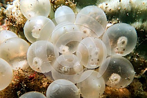 Eggs of Flamboyant Cuttlefish