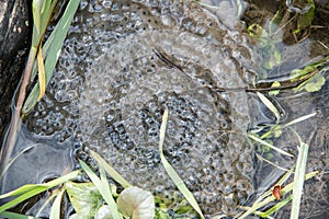 Eggs frogspawn of frog in the pond water