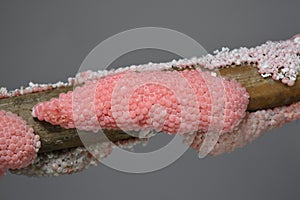 eggs of golden apple snail