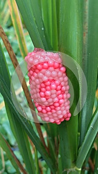 Eggs of golden apple snail on the leaf