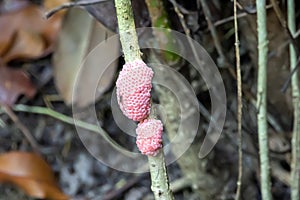 Eggs of a golden apple snail, Pomacea canaliculata