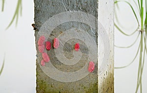 Eggs of Golden Apple Snail or Pomacea canaliculata Laid on a Concrete Bridge Pole in Paddy Field