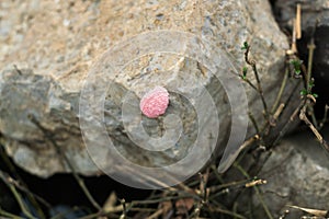 Eggs of Golden apple-snail or Pond Snail on the rocks, selective background