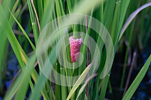 Eggs of Golden apple snail in rice field