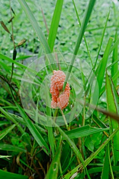 Eggs of Golden Apple snail stick on the grass