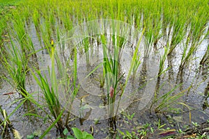 Eggs of Golden applesnail in rice fields,Evil enemies in rice f