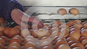 Eggs grading by weight and packaging production line at chicken farm