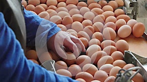 Eggs grading by weight and packaging production line at chicken farm