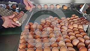 Eggs grading by weight and packaging production line at chicken farm