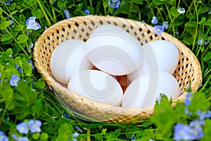 Eggs on grass