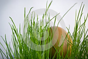 Eggs in the grass with the sun