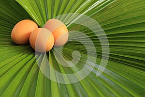 Eggs and green leaves