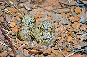 Eggs in the ground-nesting of Red-wattled lapwing bird