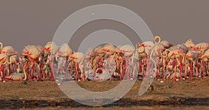 Eggs hatch in a lake in Africa on the shores of his flamingo