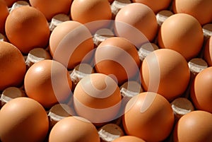 Eggs before hatchery