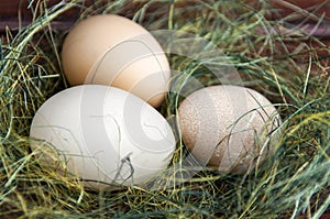 Eggs at hay nest in chicken farm