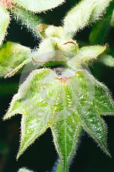 Eggs of heliothis armiger laid on cotton leaves