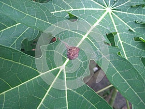 The eggs of insects.