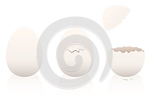 Eggs Intact Broken Open Eggshell photo