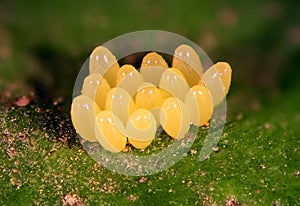 Eggs of Ladybug, Harmonia axyridis on green leaf photo