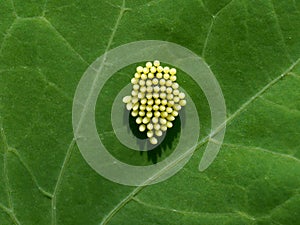 Eggs of large white butterfly