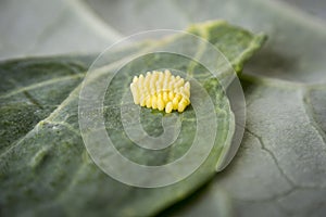 Eggs of Large White Cabbage Butterfly