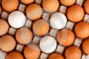 Eggs in lattice