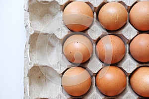Eggs line up in a paper conton