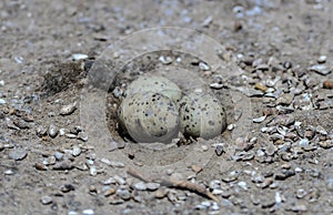 Eggs of Little tern.