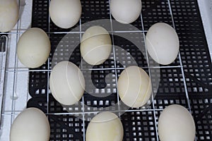 The eggs of a musky duck lying in an incubator.