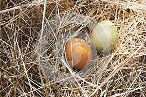 Eggs in nature.Easter concept.