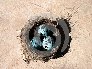 Eggs and nest