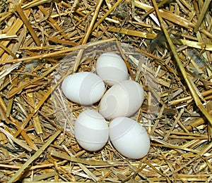 Eggs in the nest