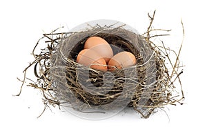 Eggs in nest