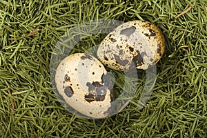 Eggs in the nest