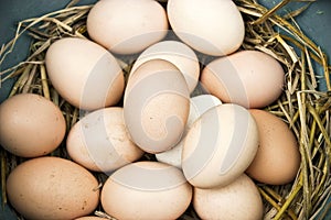 Eggs in nest