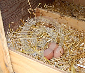 Organic Eggs in nest