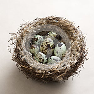 Eggs in nest.