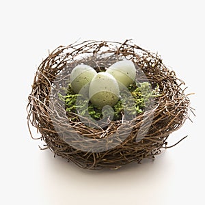 Eggs in nest.