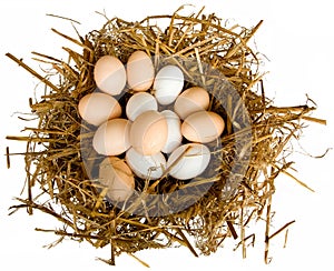 Eggs in a Nest