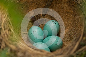 Eggs in a nest