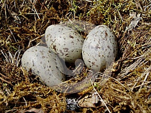 Eggs in a nest