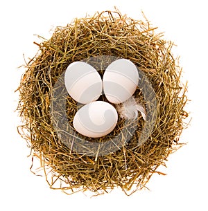 Eggs in a nest