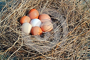 Eggs in a nest.