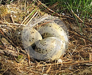 Eggs in nest.