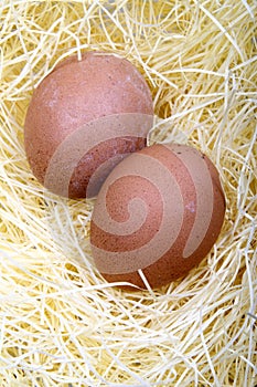 Eggs in the nest.