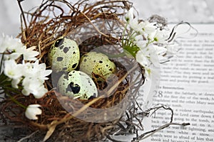 Eggs in nest on Bible